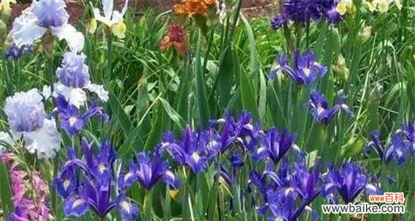 了解鸢尾花的生长特点及开花机制 鸢尾花的养殖之开花季节