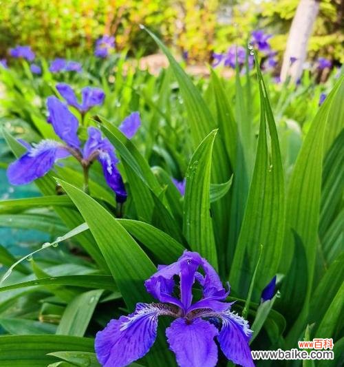 了解鸢尾花的生长特点及开花机制 鸢尾花的养殖之开花季节