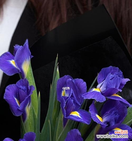 了解鸢尾花的生长特点及开花机制 鸢尾花的养殖之开花季节