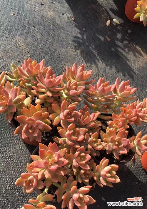 多肉植物收藏家们争相追捧的珍稀品种 探秘多肉植物的名贵品种