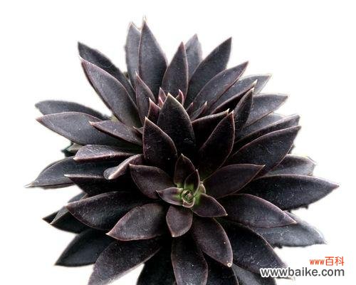 多肉植物收藏家们争相追捧的珍稀品种 探秘多肉植物的名贵品种