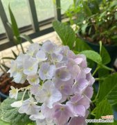 让你的植物在四季如一 如何修剪无尽夏冬天