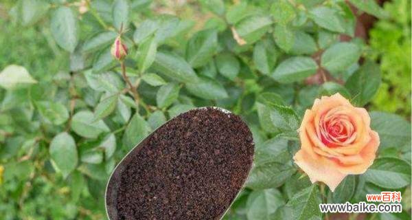 家庭中如何制作有机肥料,解决花草养护问题 自制花肥,让花草更健康