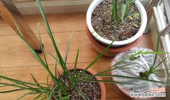 家庭中如何制作有机肥料,解决花草养护问题 自制花肥,让花草更健康