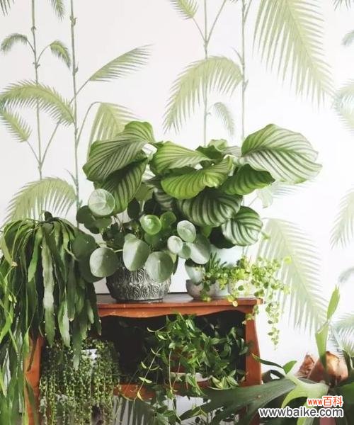 家庭中如何制作有机肥料,解决花草养护问题 自制花肥,让花草更健康