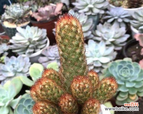 学会这些养护技巧,让你的仙人球永葆生机 玉翁仙人球养护全指南