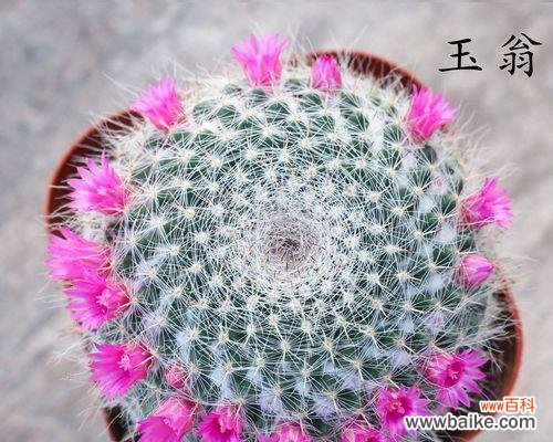 学会这些养护技巧,让你的仙人球永葆生机 玉翁仙人球养护全指南