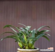 打造一片繁花似锦的石斛花园 石斛花的养殖技巧