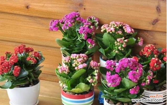 打造长寿花健康生长的八个秘诀 长寿花的养殖方法与技巧