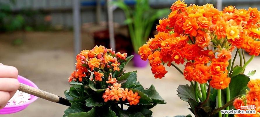 打造长寿花健康生长的八个秘诀 长寿花的养殖方法与技巧