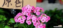 打造长寿花健康生长的八个秘诀 长寿花的养殖方法与技巧