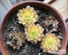 如何控制温度和光照让多肉茁壮成长 多肉植物的生长条件