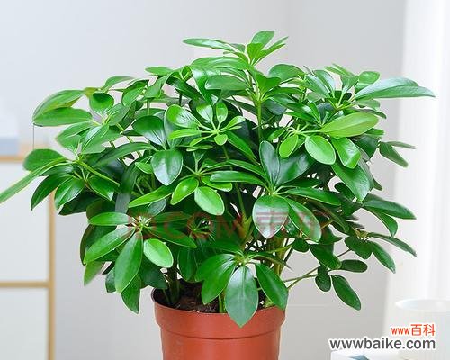 鸭脚木适合室内养吗?——适合室内种植的绿色植物推荐