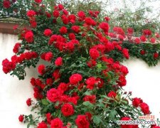 揭开蔷薇多面性的神秘面纱 蔷薇不仅仅是爬藤植物