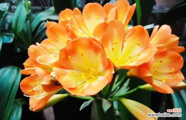 君子兰放在客厅好还是卧室好 君子兰放在卧室好吗？