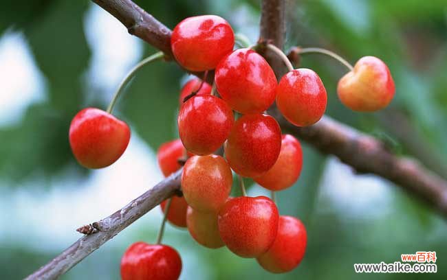 每天吃水果的黄金时间 吃水果的最佳时间