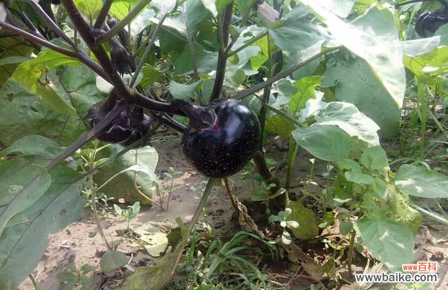 为什么说茄子有毒 茄子有毒吗?