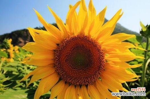 带给人们的阳光 向日葵的寓意及其象征意义