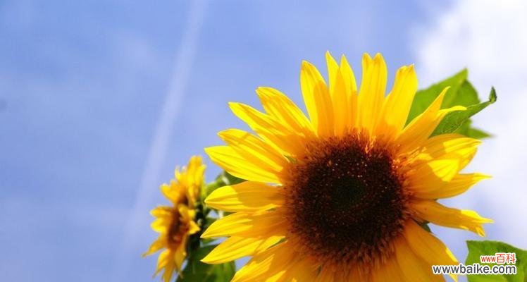 朝阳般的美好与坚持 向日葵的寓意与象征意义