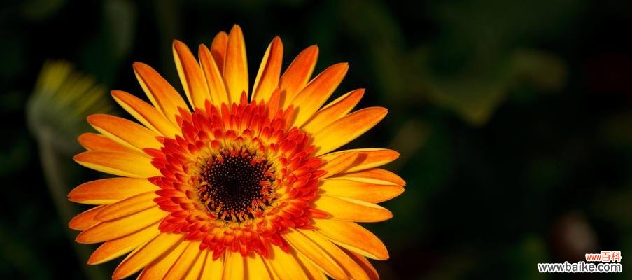 朝阳般的美好与坚持 向日葵的寓意与象征意义