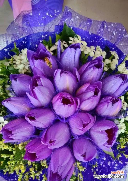 老师的花种类及各自的象征意义 以象征老师的花中的寓意