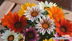 以阳光为向导 向日葵的寓意与象征