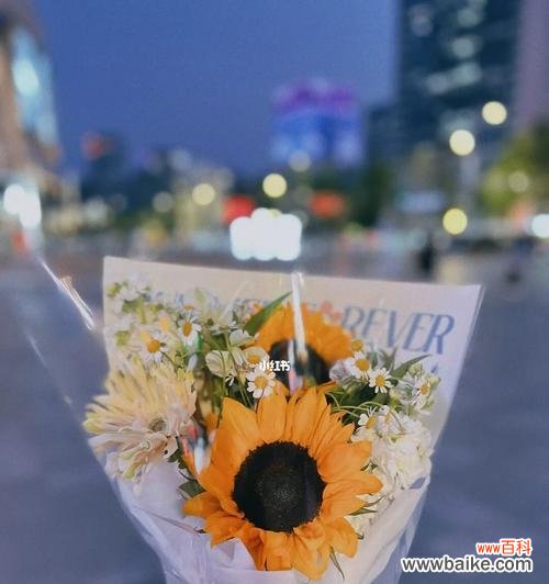 阳光 向日葵花语的含义及象征