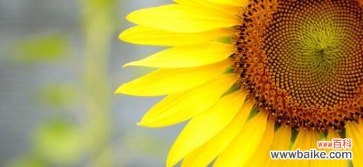 探寻向日葵独特的象征意义与美丽内涵 向日葵的花语与寓意