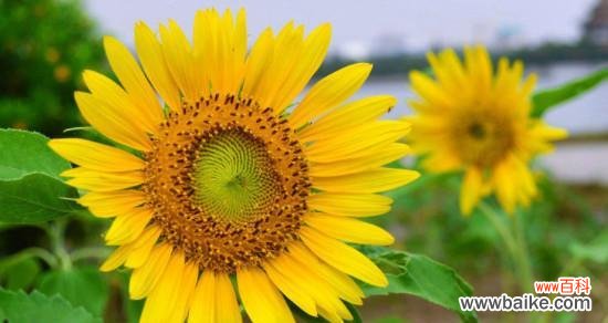 探寻向日葵独特的象征意义与美丽内涵 向日葵的花语与寓意