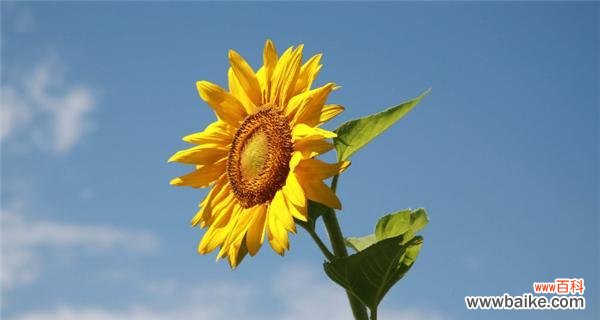 用一朵花解读人生的向日葵 向日葵花的寓意是什么