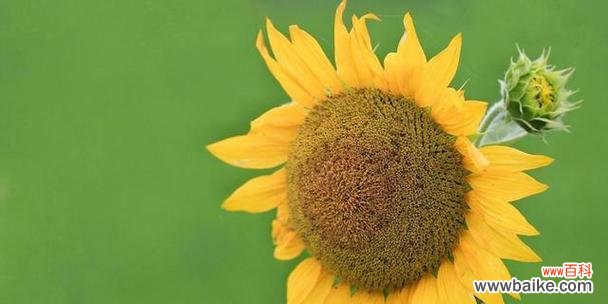 用一朵花解读人生的向日葵 向日葵花的寓意是什么