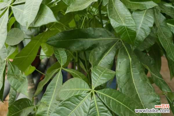 锯断会生根吗 发财树烂根了怎么挽救