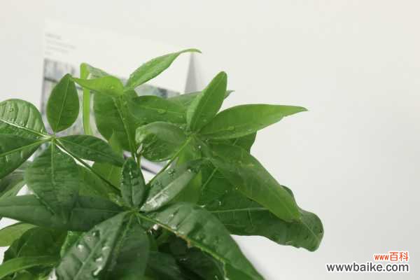 发财树叶子卷曲怎么回事