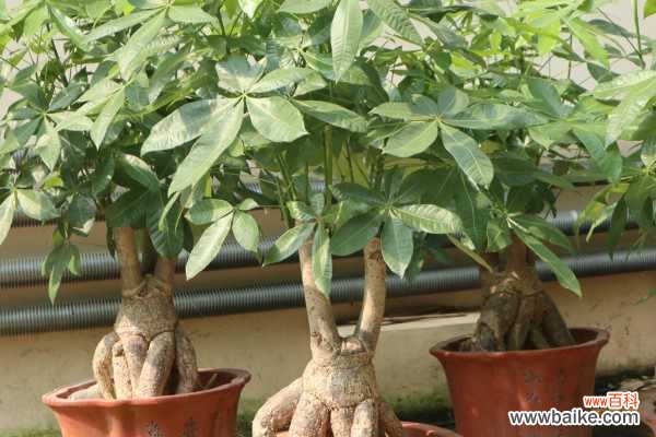 发财树叶子卷曲怎么回事