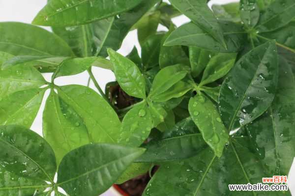 发财树叶子卷曲怎么回事