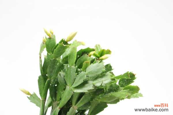 蟹爪兰叶子蔫了如何救