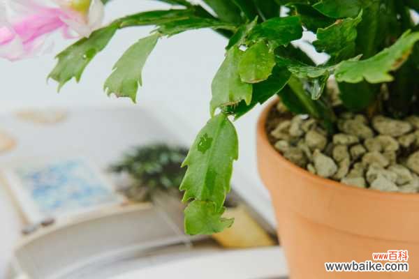 蟹爪兰叶子蔫了如何救