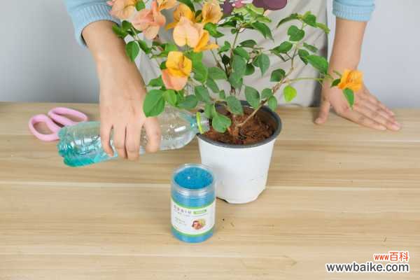 秋季三角梅黄叶、落叶怎么办