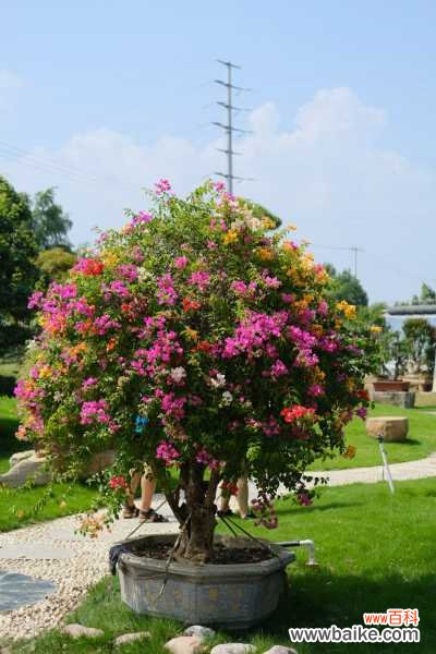 三角梅叶子蔫了，一碰就掉怎么回事