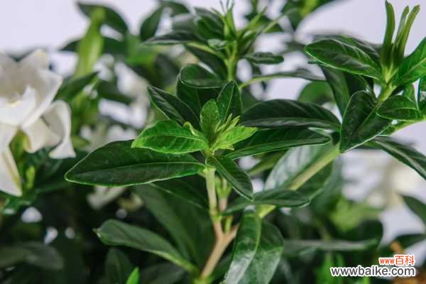 栀子花骨朵怎么不长大，变黑掉落怎么办？