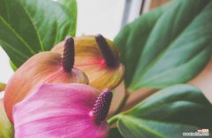 守护的花有哪些？表示守护的花花语是什么？