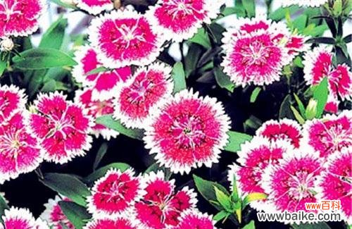 表示生日的花花语是什么?生日的花有哪些特别含义?