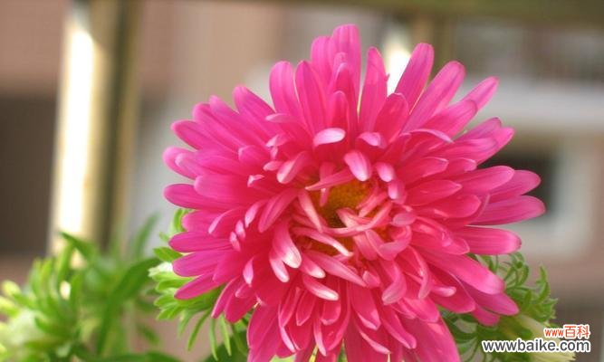 表示胜利的花花语是什么？如何用胜利的花表达胜利？