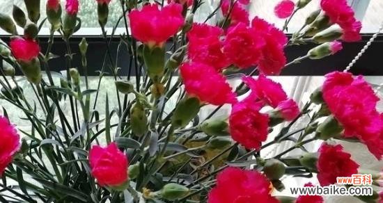 表示胜利的花花语是什么？如何用胜利的花表达胜利？