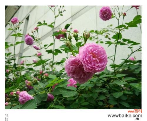 表示思念的花花语是什么?如何用花表达思念之情?