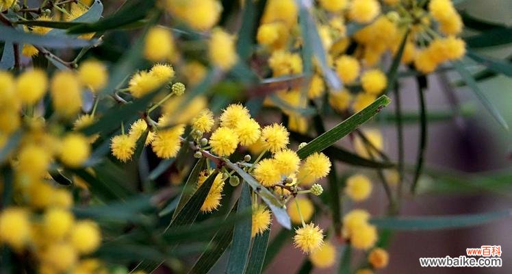 表示思乡的花有哪些?花语中思乡的花是什么?
