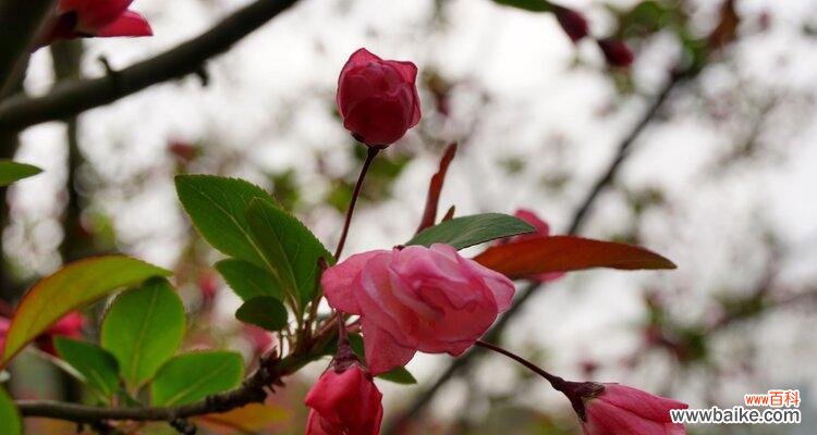 表示思乡的花有哪些?花语中思乡的花是什么?