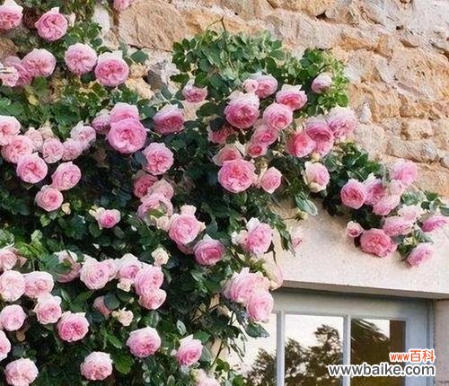 表示喜欢的花花语是什么意思？如何用花表达喜欢的情感？