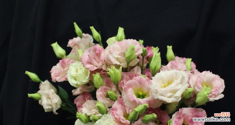 表示娴静的花花语是什么？如何用花表达娴静的情感？