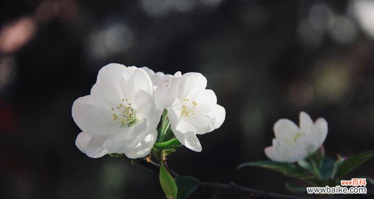 表示娴静的花花语是什么？如何用花表达娴静的情感？